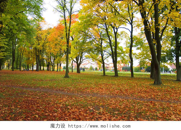 秋天公园落叶黄色树叶树木树林大树美景风景